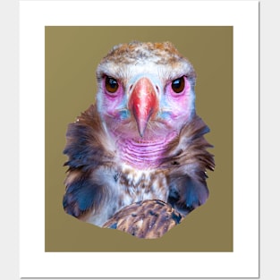 Cinereous Vulture face Posters and Art